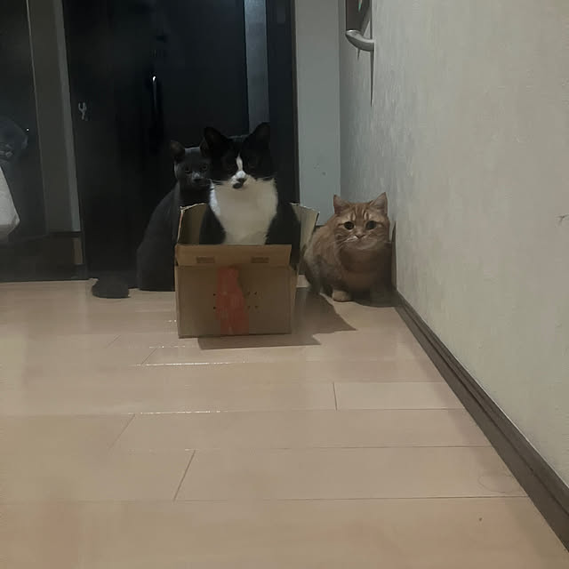 nekoさんの実例写真