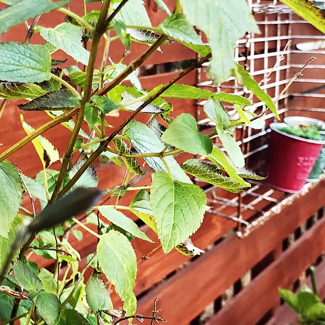 kokko3さんの実例写真