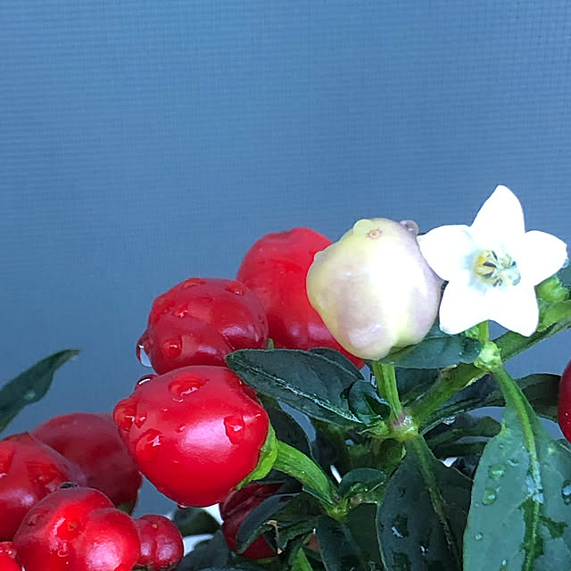 cheesesand99さんの実例写真
