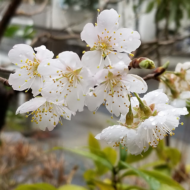 midoriさんの実例写真