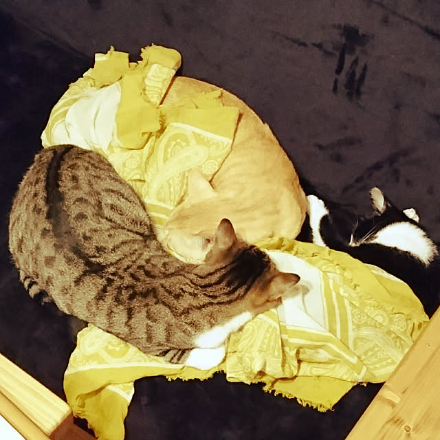 shiiiさんの実例写真