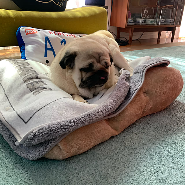 Pugさんの実例写真