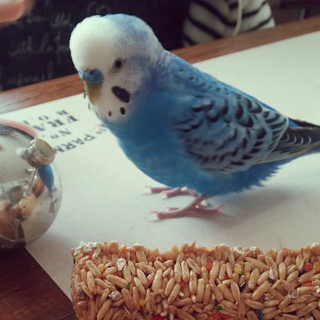 opiopiopiさんの実例写真