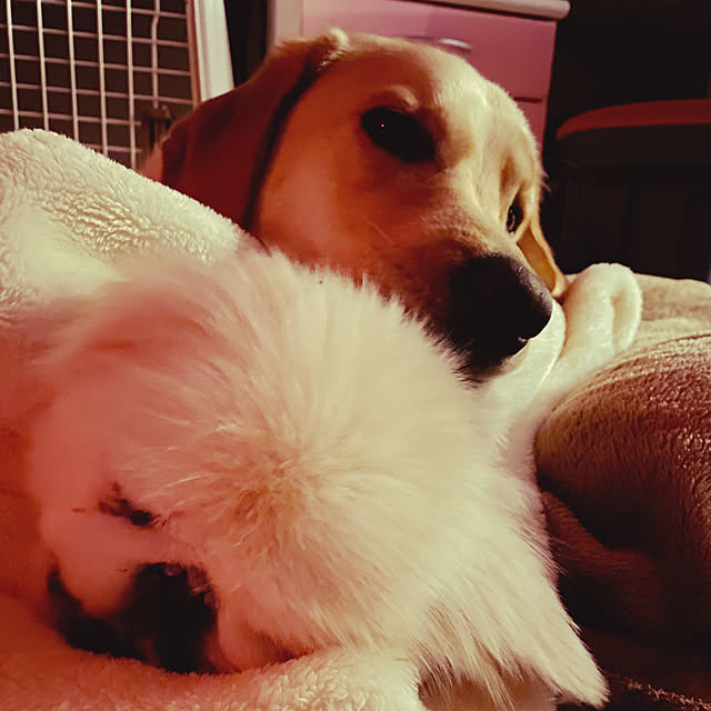 ラブラドールのいる暮らし/ペキニーズ桃次郎/愛犬と寝てます/犬と暮らす家/ベッド周りのインテリア実例 - 2021-12-19 05:03:48