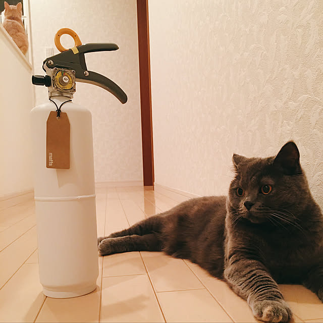 toyoさんの実例写真