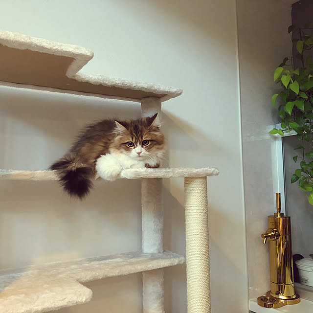 mamarinさんの実例写真