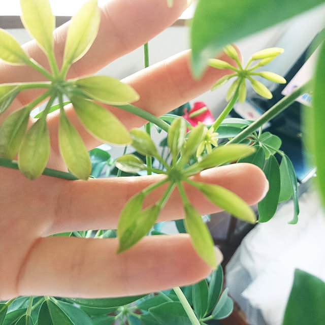 makaronさんの実例写真