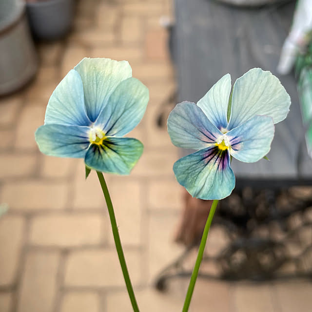 shiropenguinさんの部屋