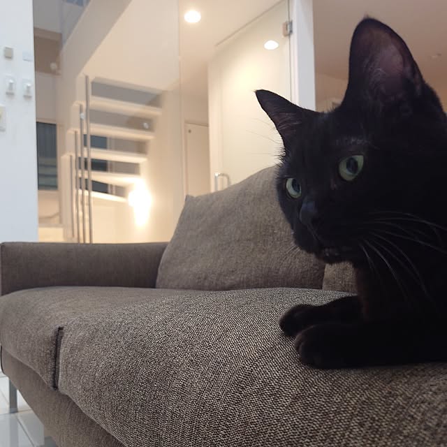 Blackcatさんの実例写真