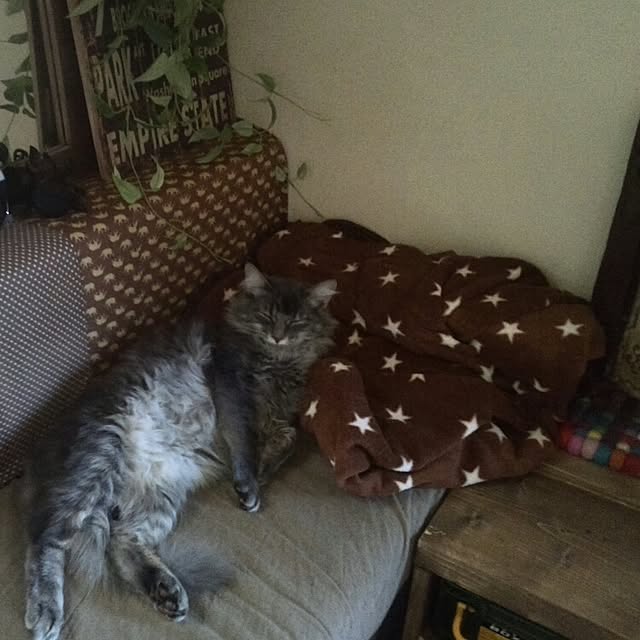 ayuさんの実例写真