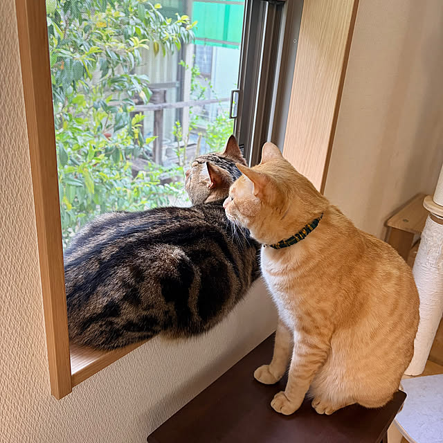 chiiさんの実例写真
