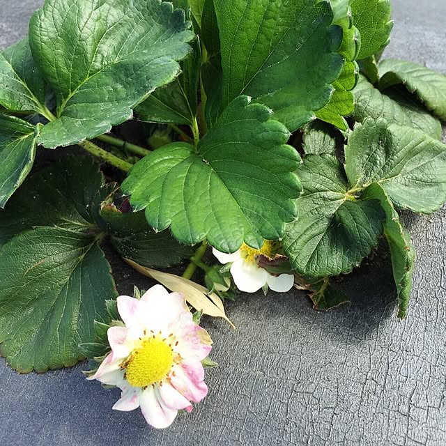 moririnさんの実例写真