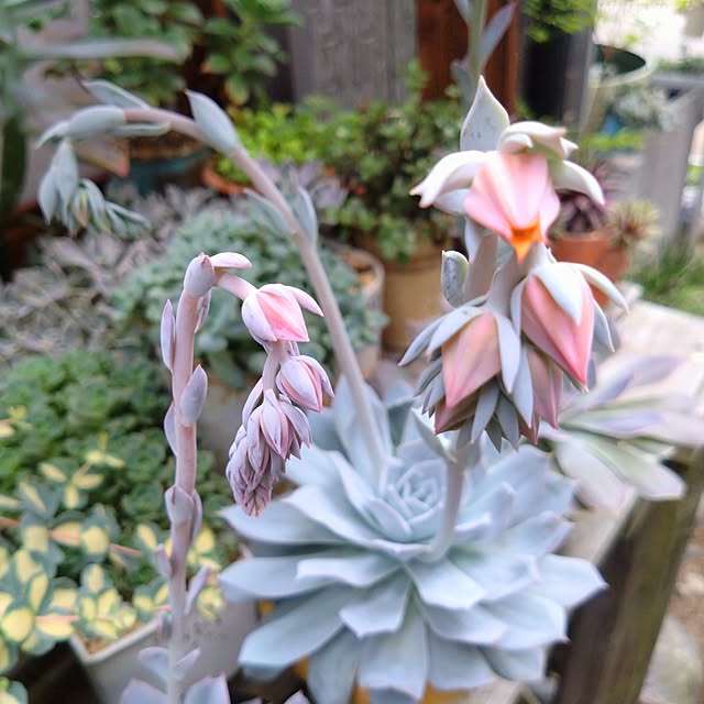 mamaさんの実例写真
