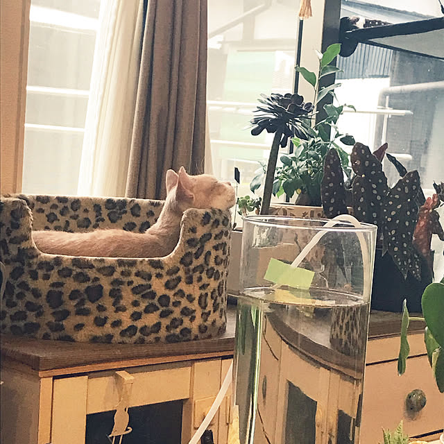 kou-kitiのGUUSII HOME-猫窓用ハンモック 猫窓ベッド 窓ハンモック 猫窓ベッド 吸盤式 ペットベッド 吊りハンモック ねこ ネコ キャットハンモック キャットマット 窓際マット 通気メッシュ 日光浴 ウィンドウベッド 洗える 猫用 耐荷重約23KG ストレス解消 組立簡単 日本語説明書付き 90日保証 62x33cm グレー フランネルの家具・インテリア写真