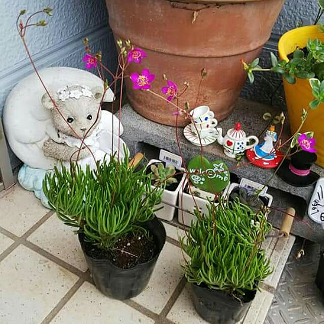 katuさんの実例写真
