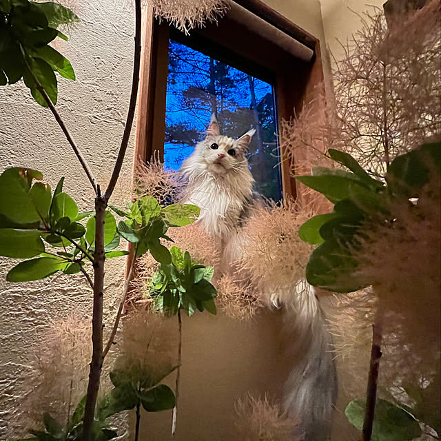 Kikko.さんの実例写真