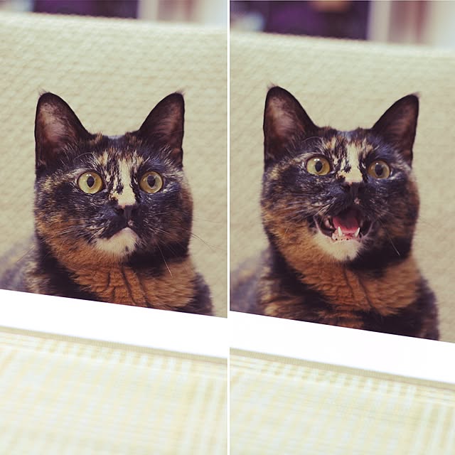 Corinnaさんの実例写真