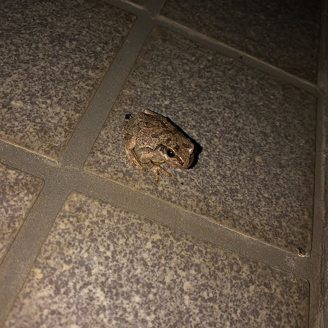 akokiさんの実例写真