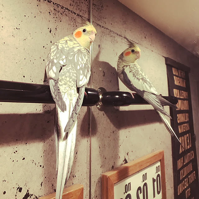 バス/トイレ/雑貨/DIY/セリア/男前...などのインテリア実例 - 2018-09-10 22:59:37