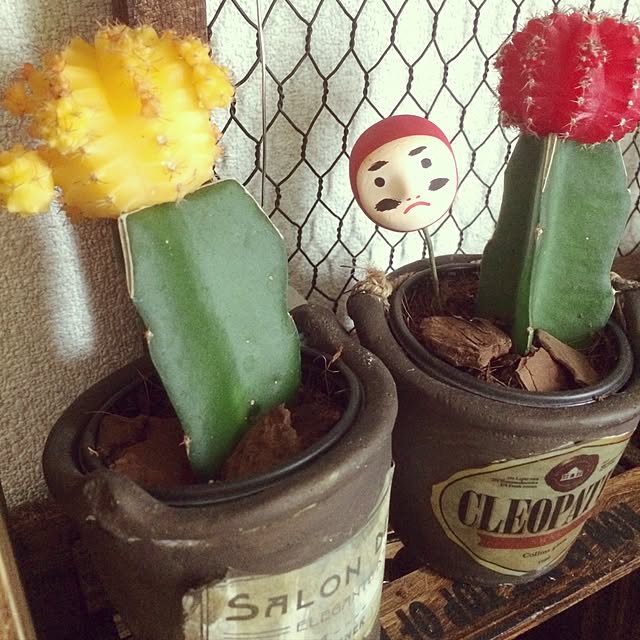 tomoさんの実例写真
