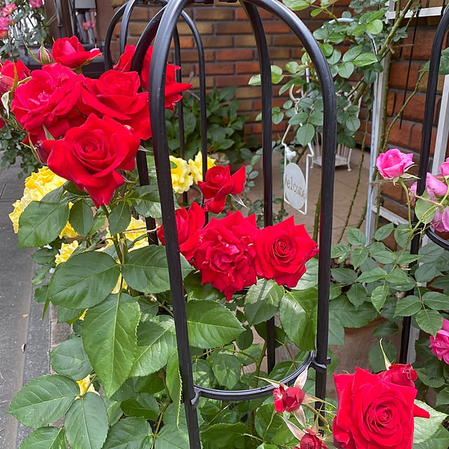 RoseLife5818さんの部屋