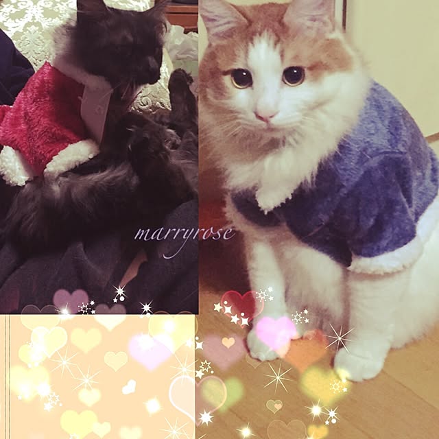 maria.rさんの実例写真