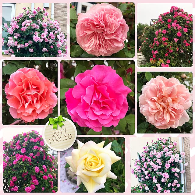 HappyRoseさんの実例写真