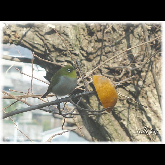 littlejoyさんの実例写真