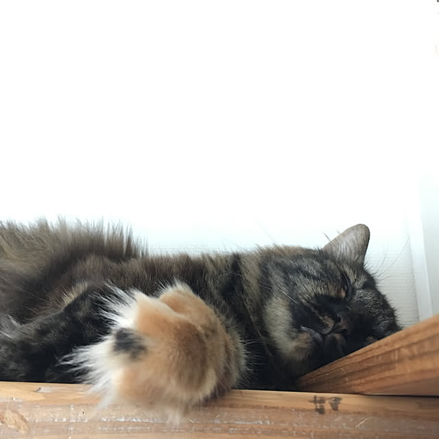 mikomaruさんの実例写真