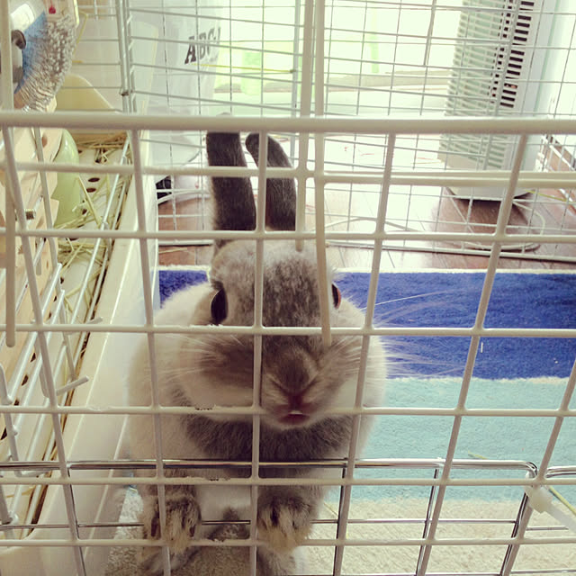 yokomokoさんの実例写真