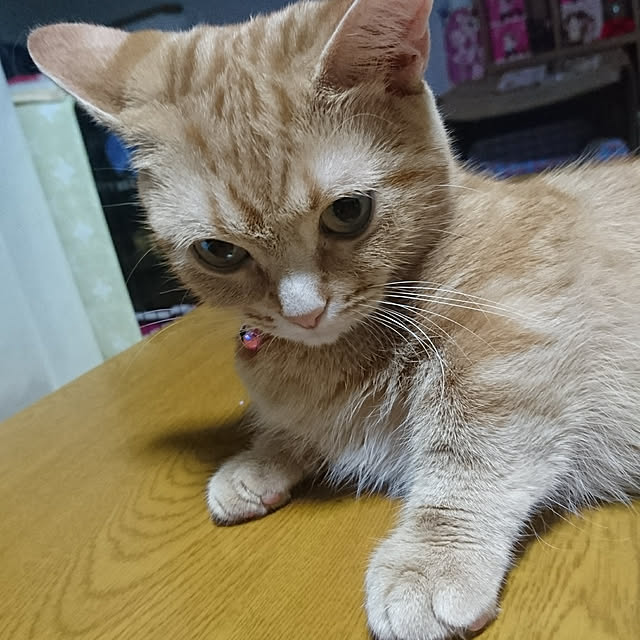 shinobuさんの実例写真