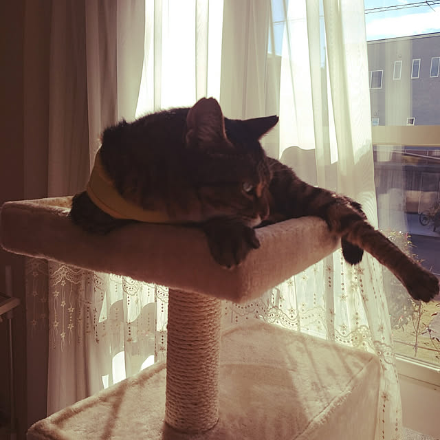 lilyさんの実例写真