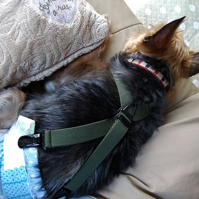 allenmamさんの実例写真
