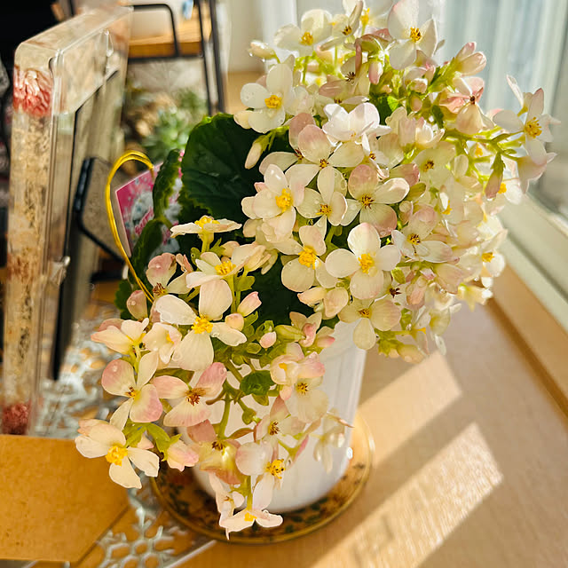 yuccoさんの部屋