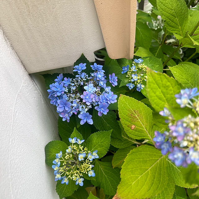 hinamamaさんの部屋