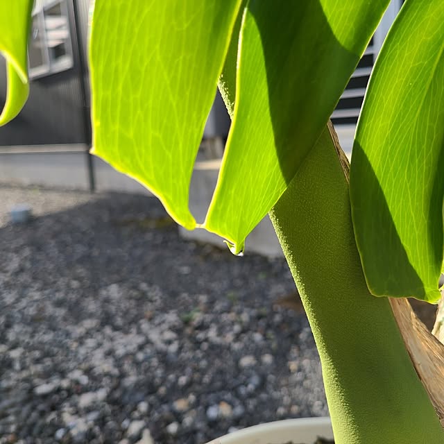 Rubiconさんの部屋