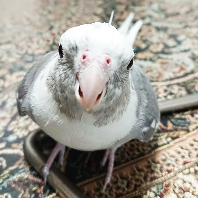 MIUOOさんの実例写真