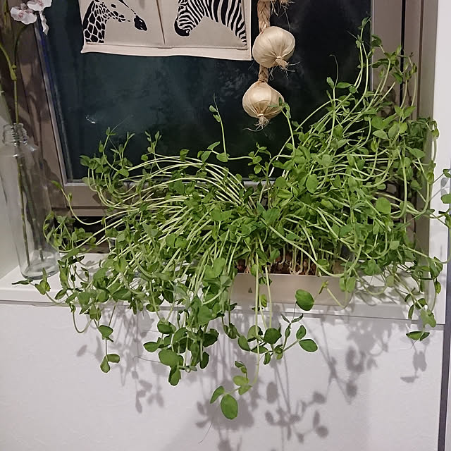 totoroさんの実例写真