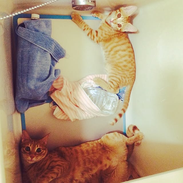 kotetuさんの実例写真