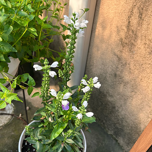 fumikoiさんの部屋