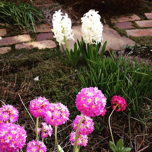 cookie_houseさんの実例写真