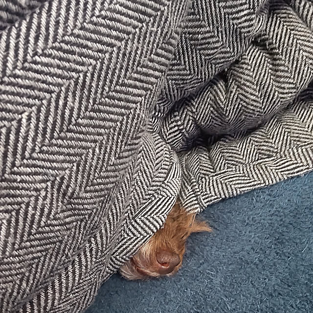 mococoさんの実例写真