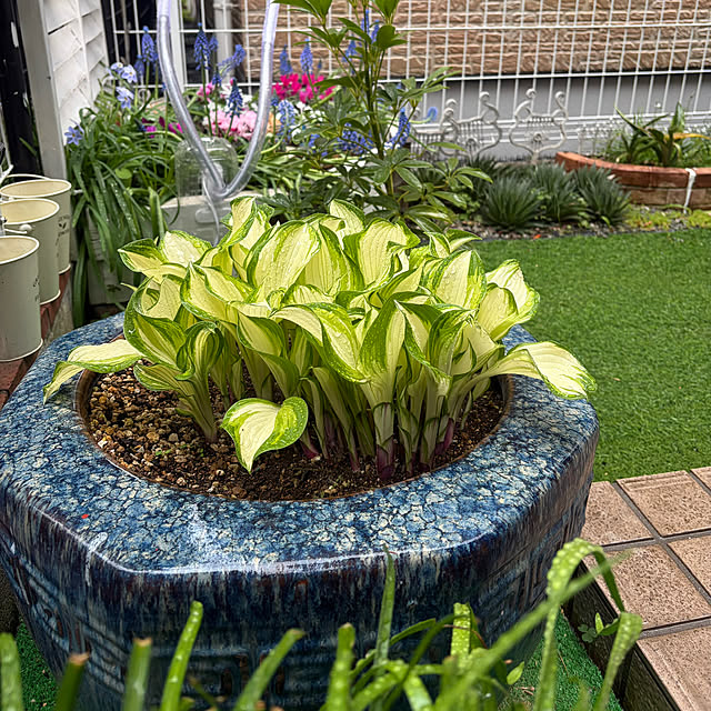 puriyuzuさんの実例写真