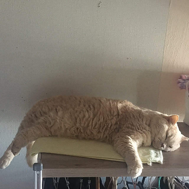 naokoさんの実例写真