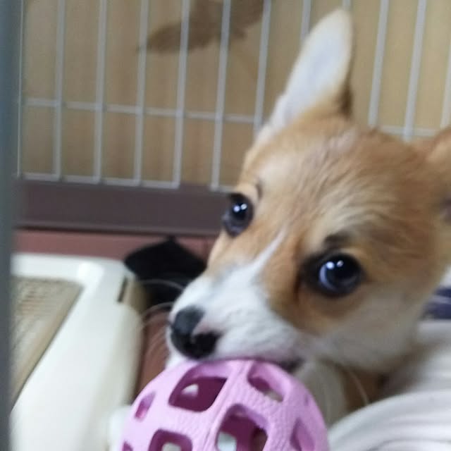 KOHAKUさんの実例写真