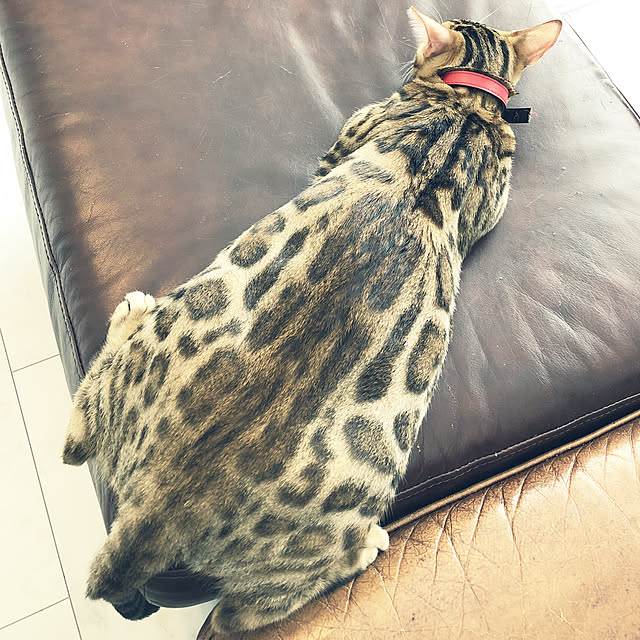 iranさんの実例写真