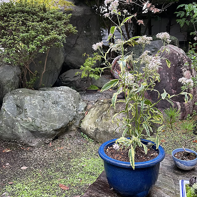 shin0719さんの実例写真