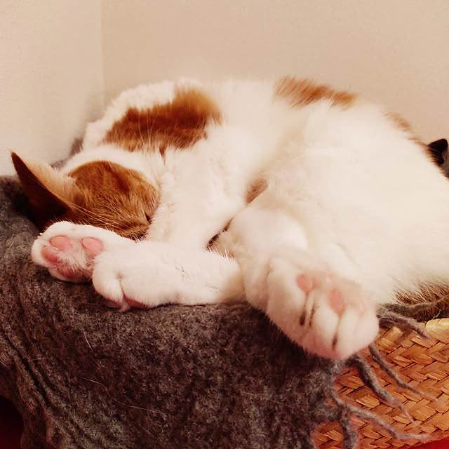 Coney_Island_NYさんの実例写真