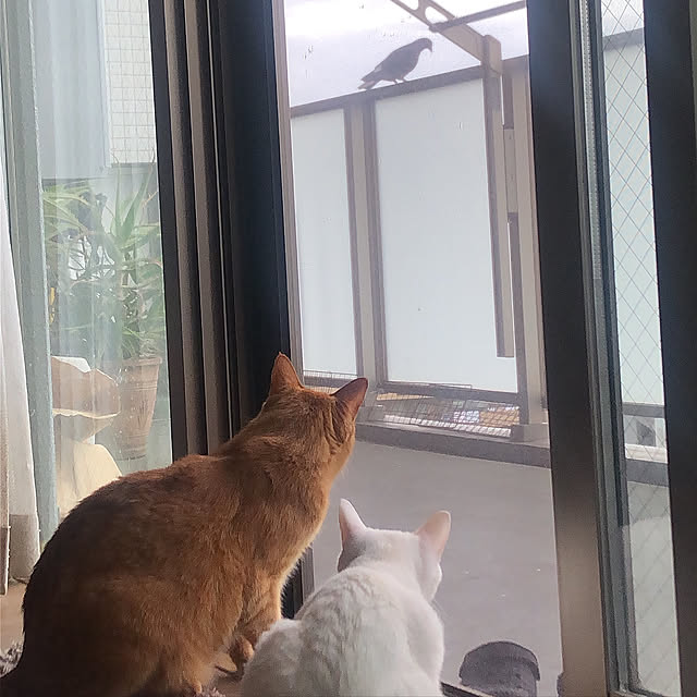 Yutakaさんの実例写真