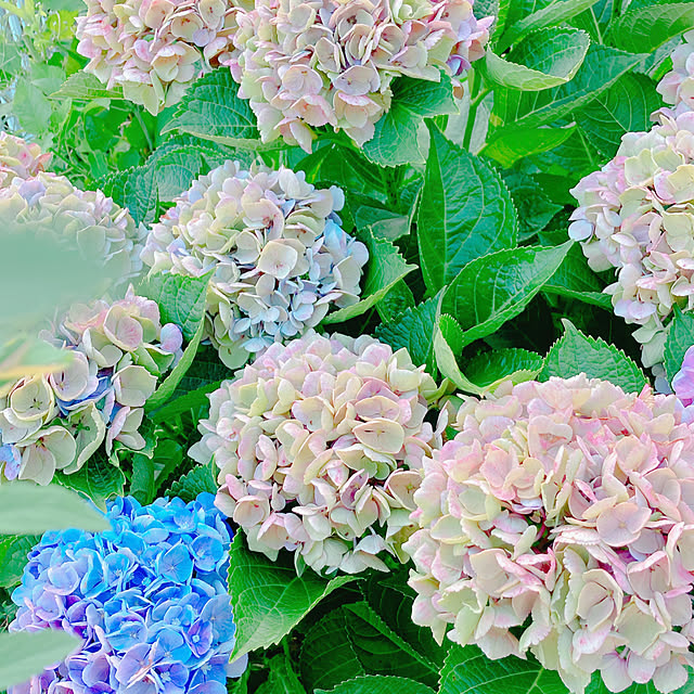 Hanakaさんの部屋